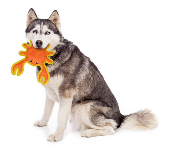 DuraForce Crab Tiger - Dog Toy