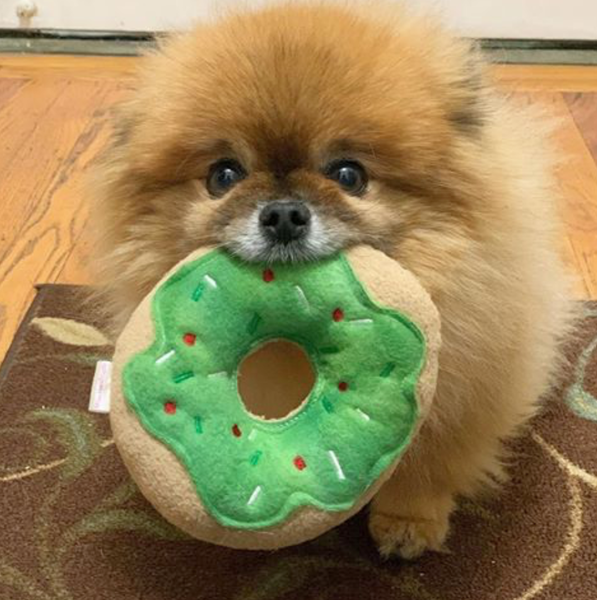 Squeaky Dog Donuts $14